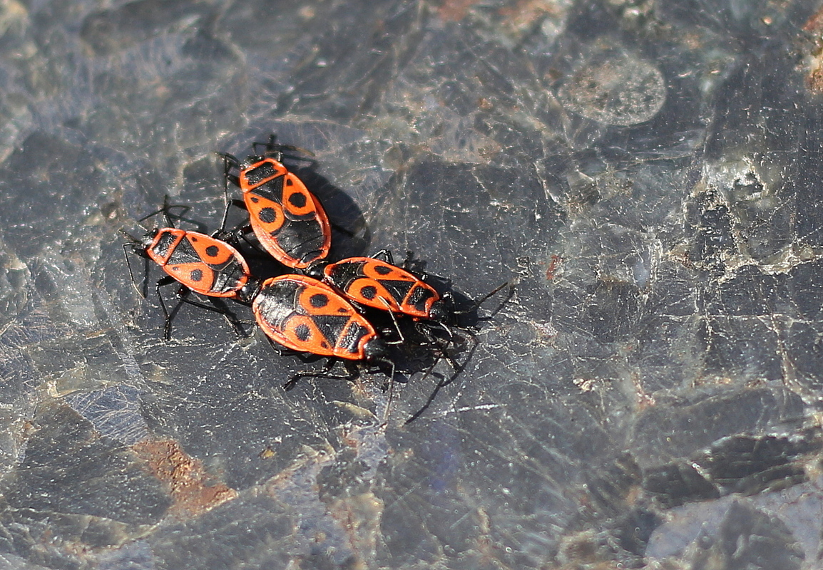 Усюди вирує життя!