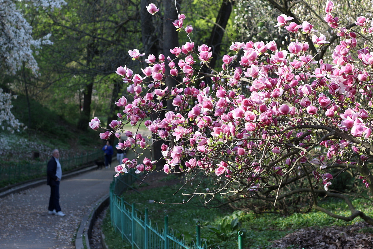 Рожева медитація