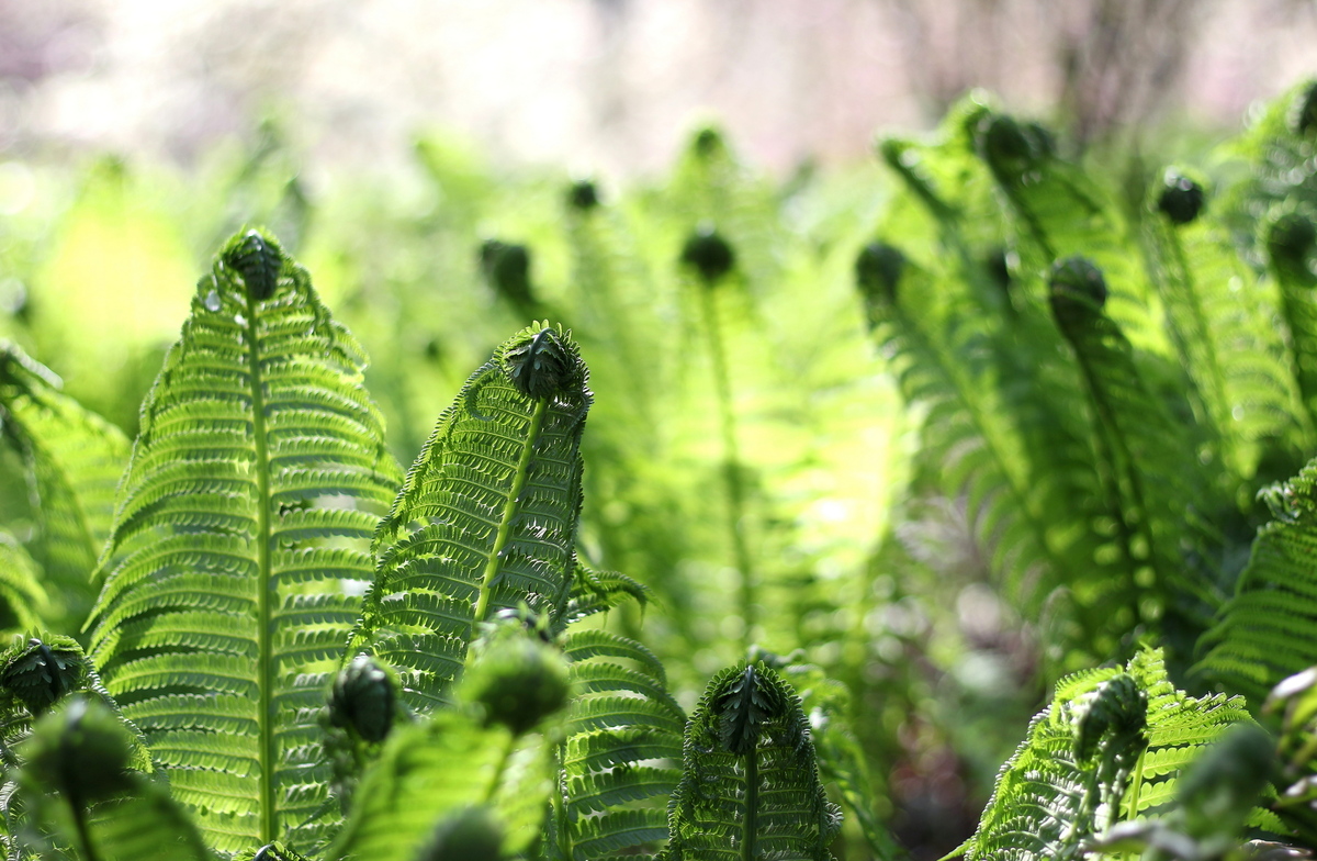 Десь під магноліями...