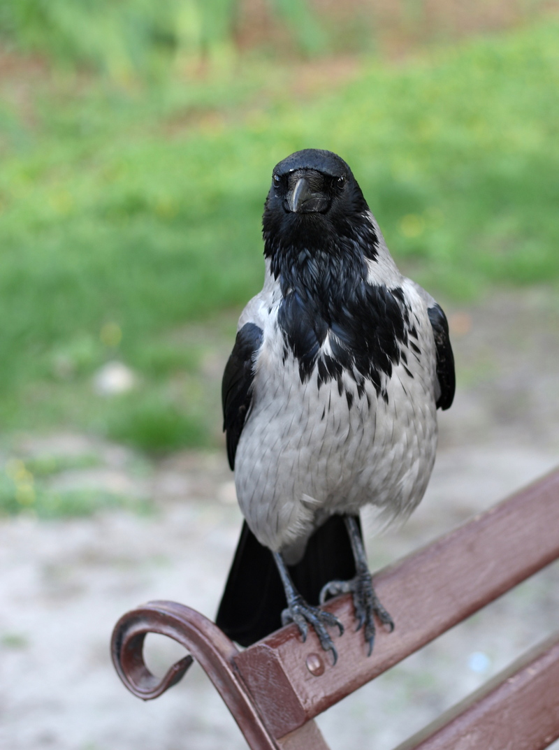 Усі люблять красу)