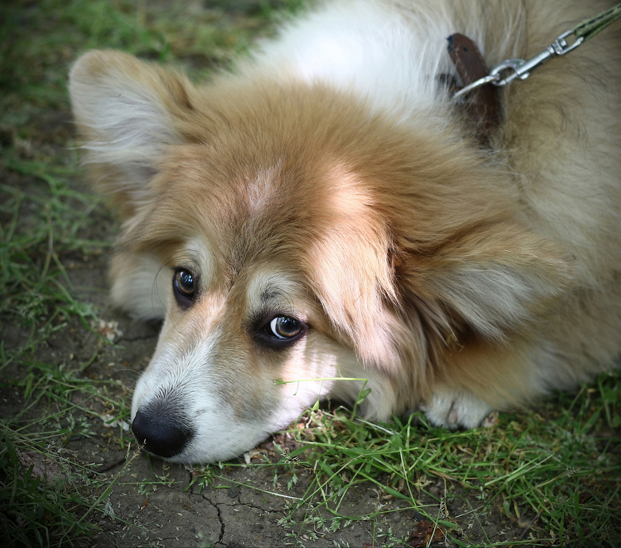 Надія в очах