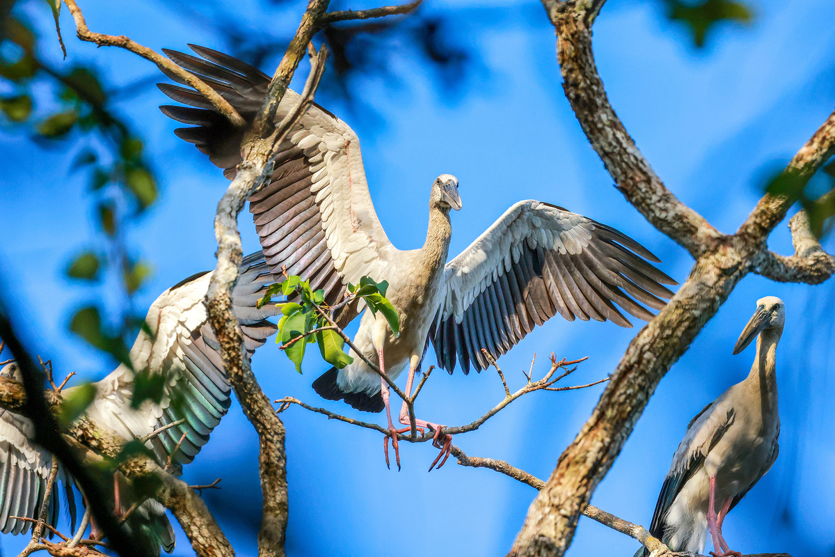 Spread wings in the blue sky