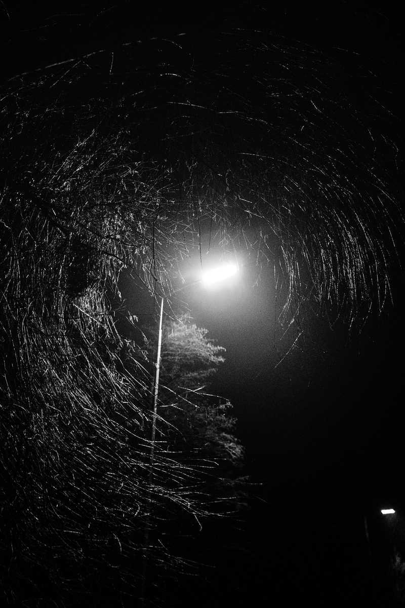 Верба і фонар