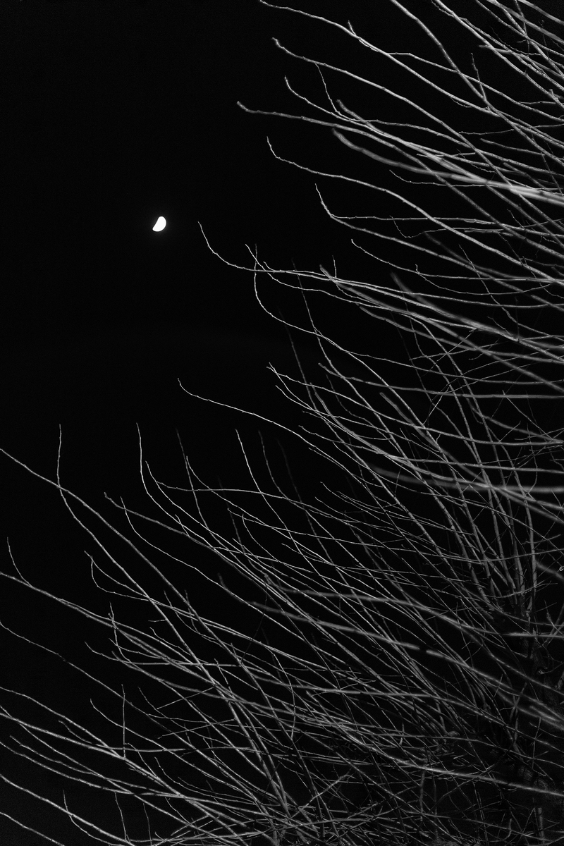 Нічні метаморфози