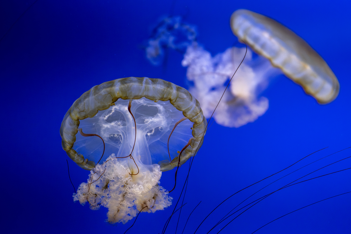 Jellyfish