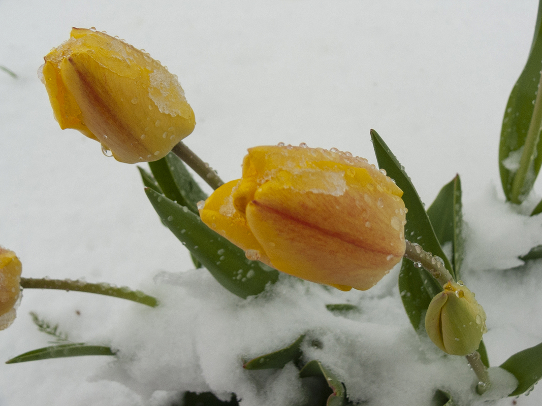 Останній подих зими_2