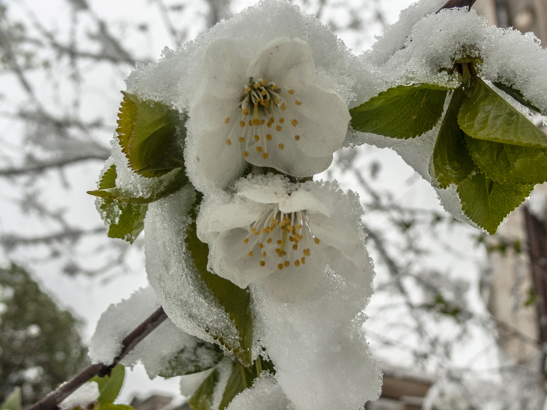 Останній подих зими_3