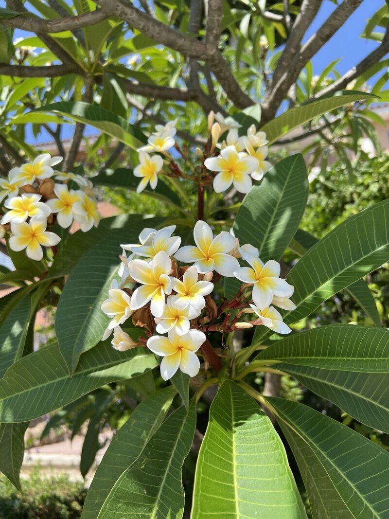 Сонячна дорога до моря