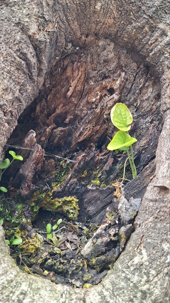 Життєздатність