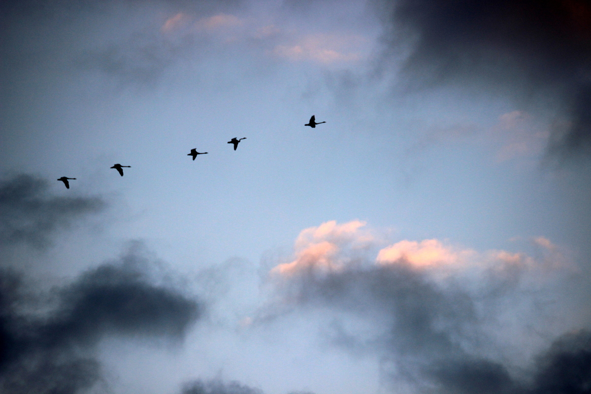 Ми повернемося 