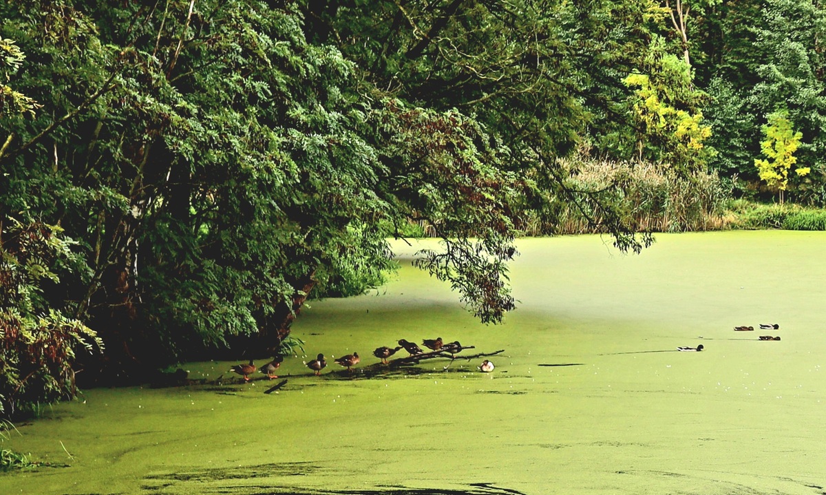 Маленькі мандрівники на озері