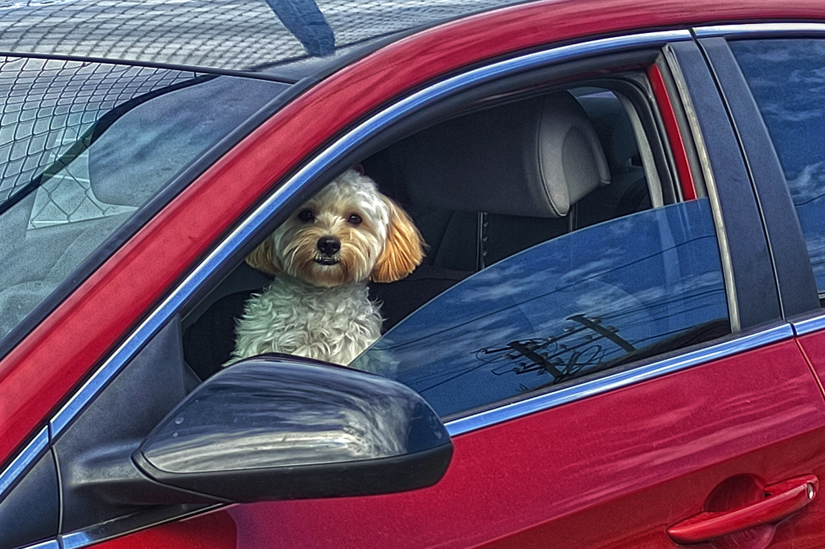 Собача сигналізація