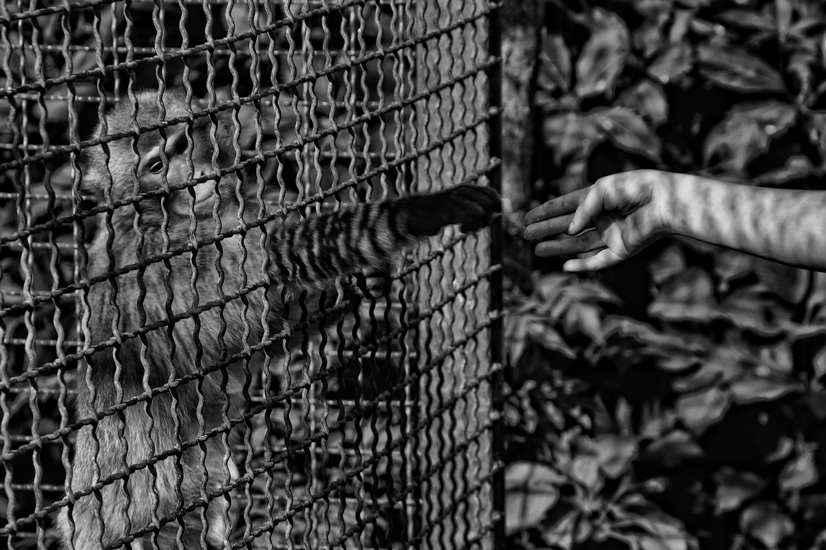 Мавпи в неволі-2