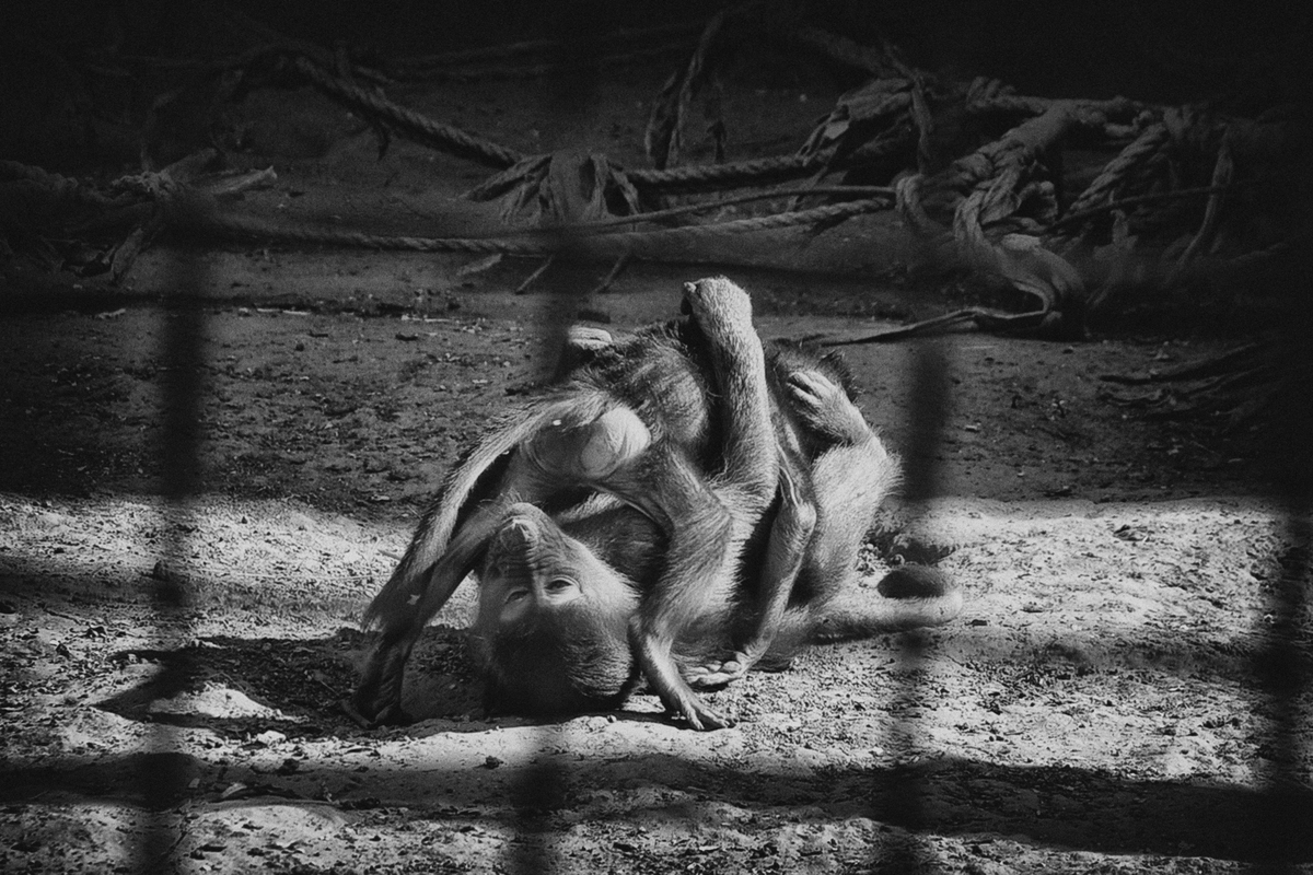 Мавпи в неволі-5