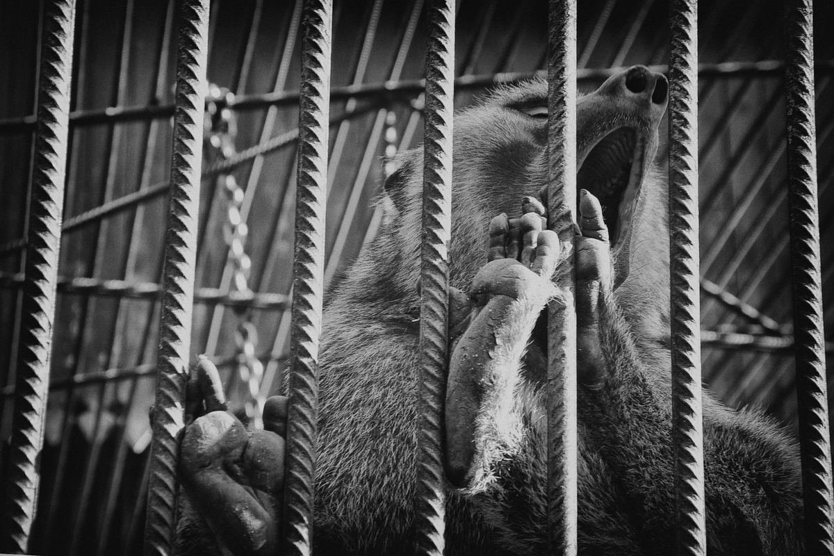 Мавпи в неволі-7