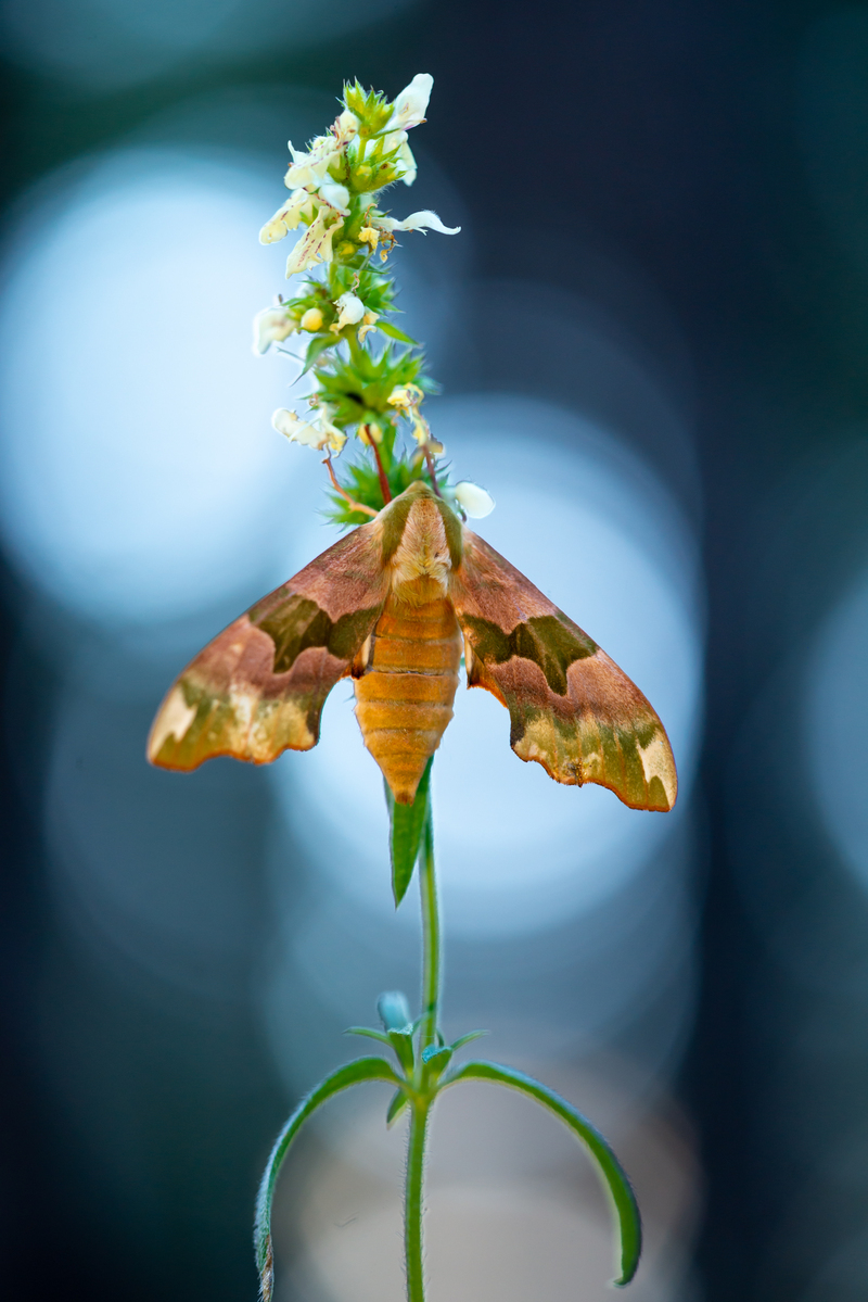 Майстер камуфляжу
