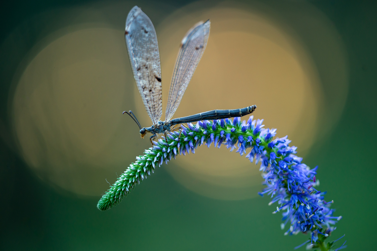 Мурашиний лев