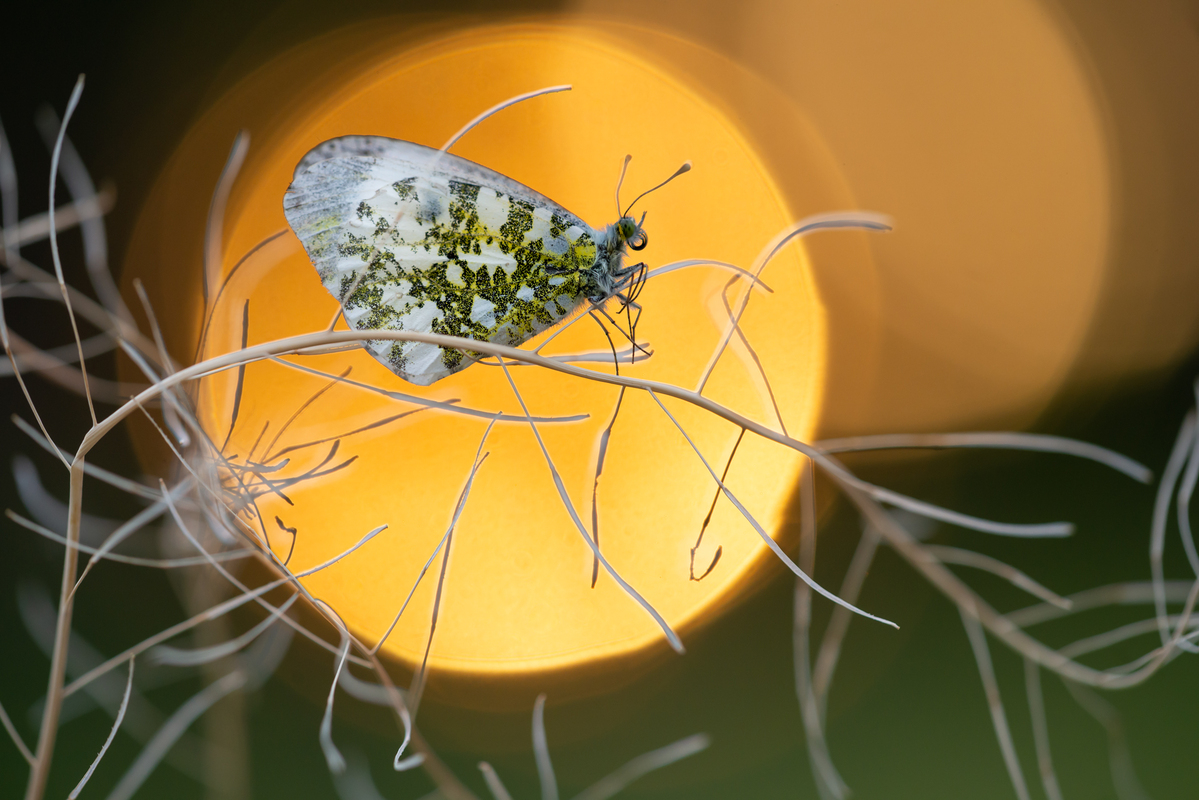 Вечірній гість