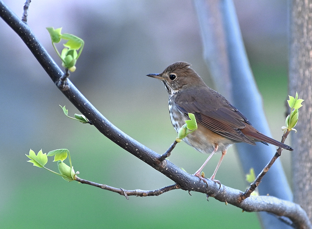 Дрозд самітник
