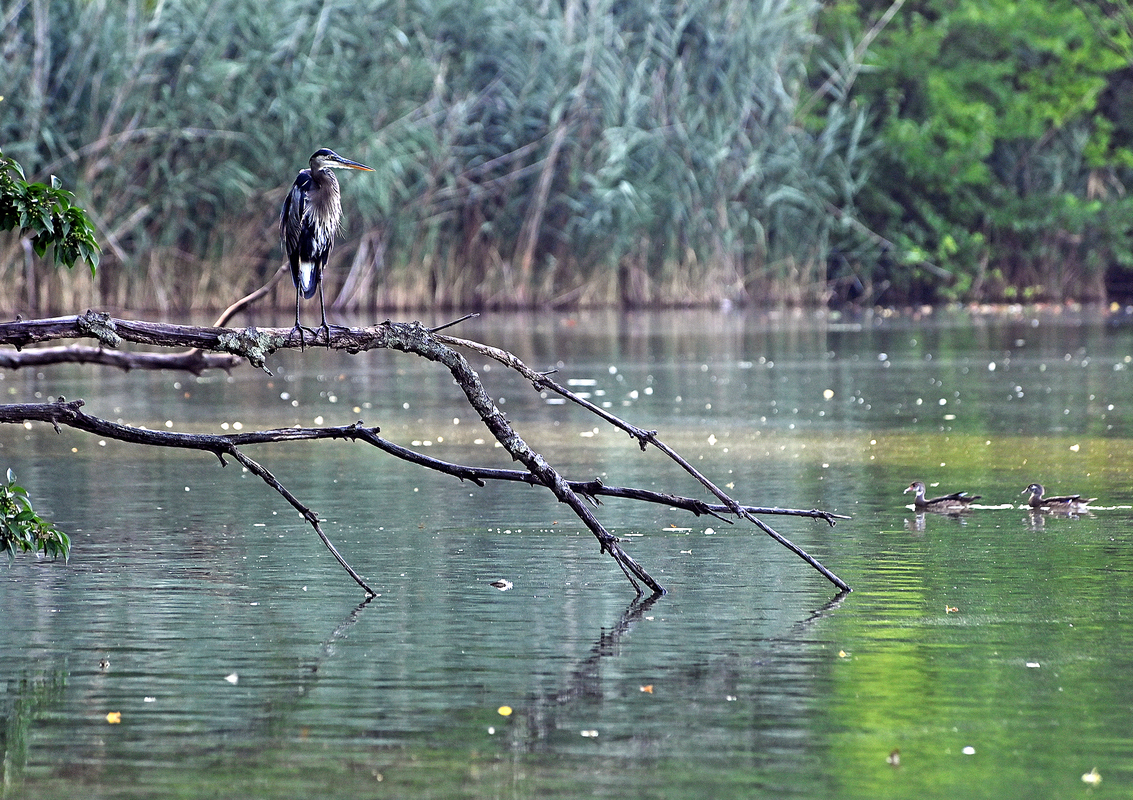 1 Парки Нью-Йорка