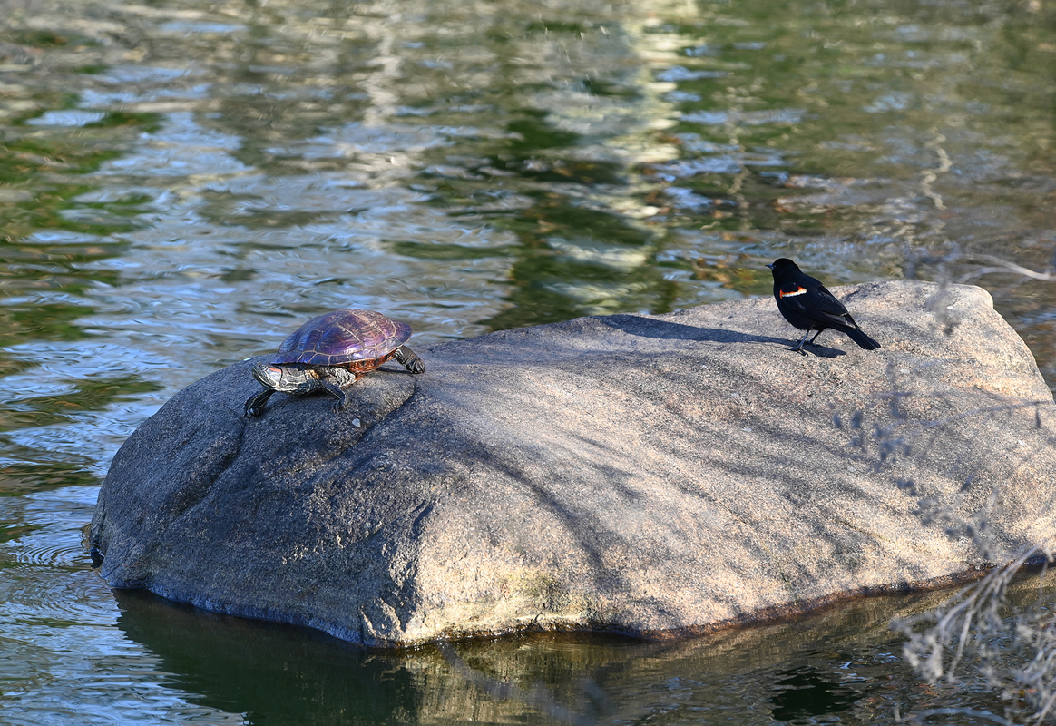 3 Парки Нью-Йорка