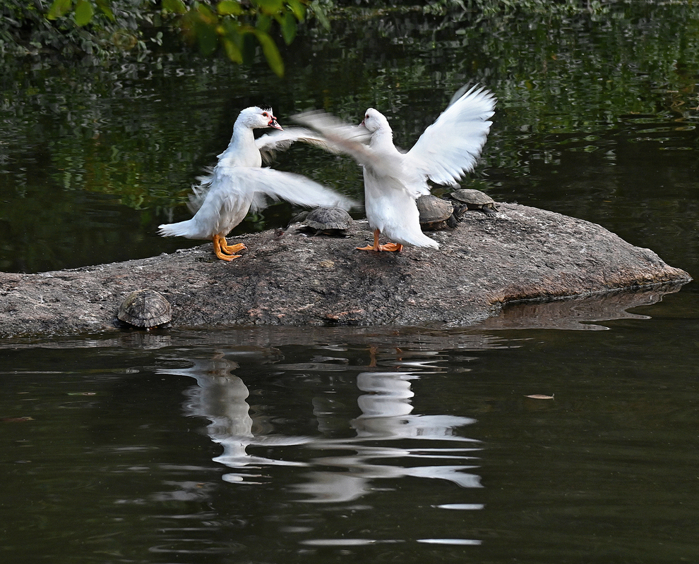 4 Парки Нью-Йорка