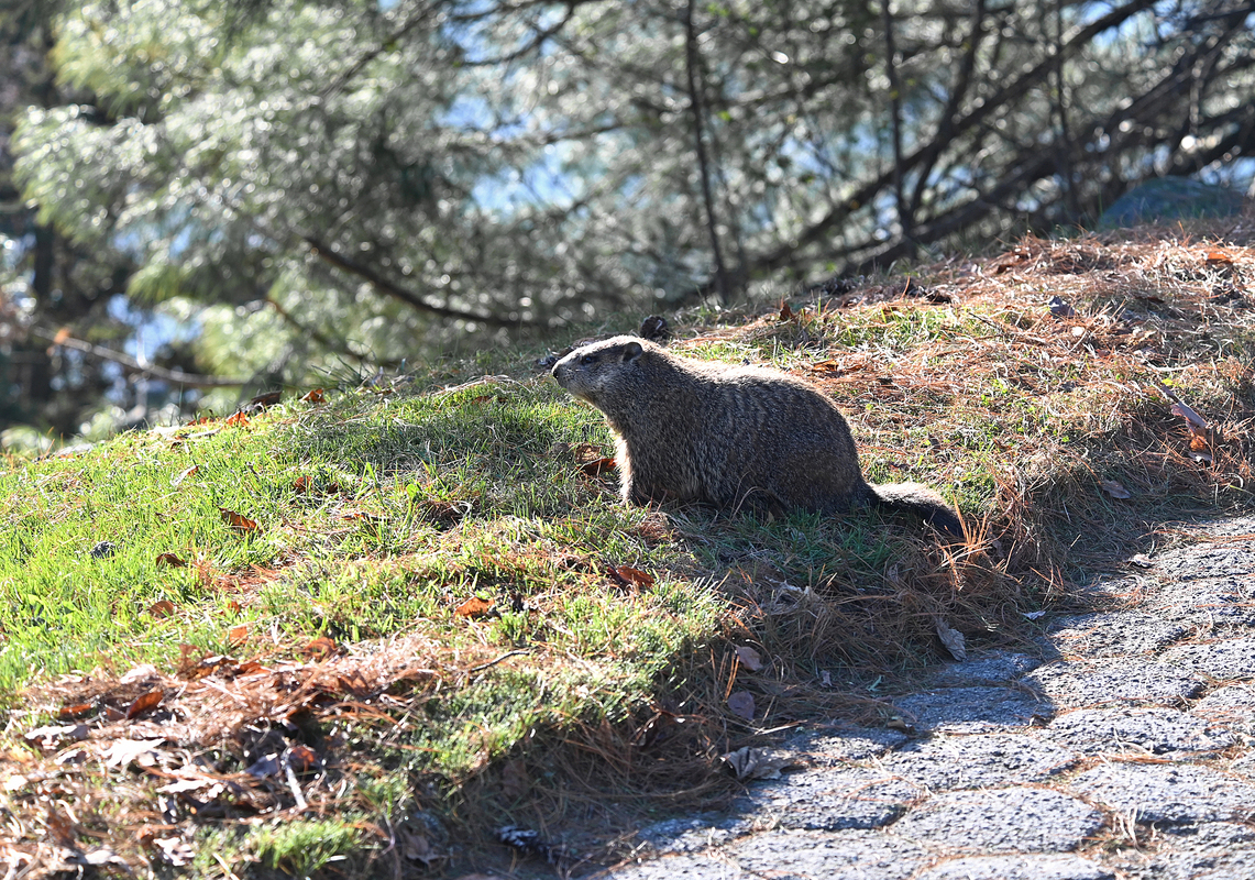 5 Парки Нью-Йорка
