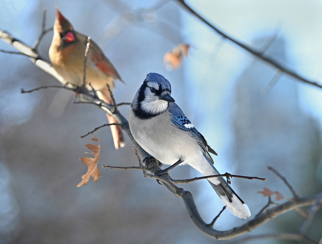 6 Парки Нью-Йорка