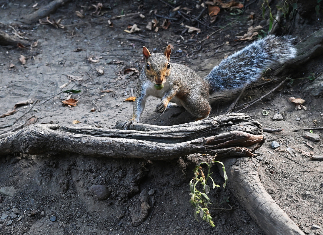 7 Парки Нью-Йорка