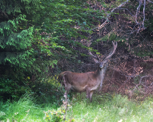 Карпатський олень