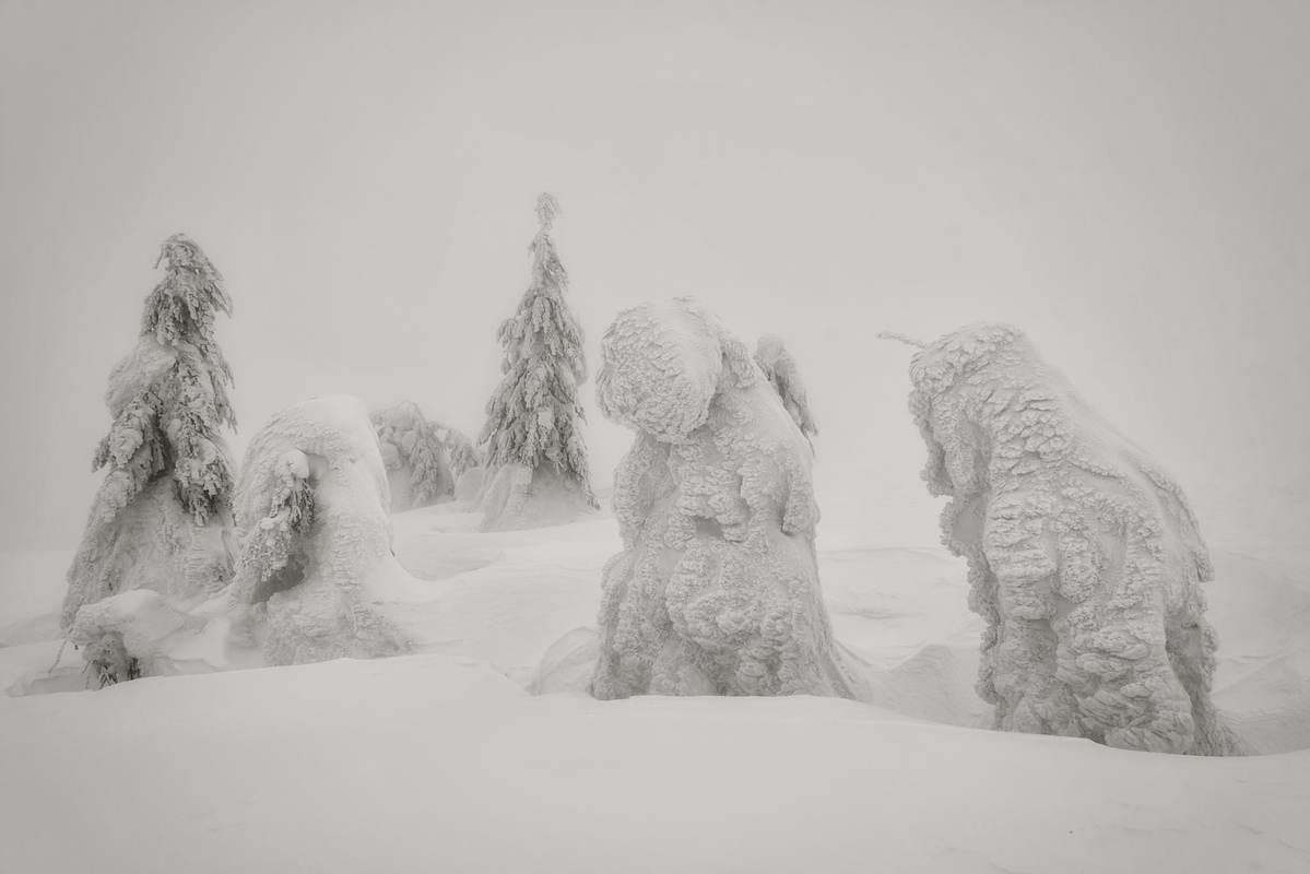 Зимові ялини в тумані