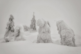 Зимові ялини в тумані