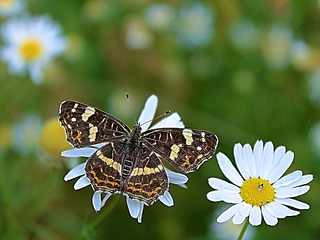 Butterfly on a daisy