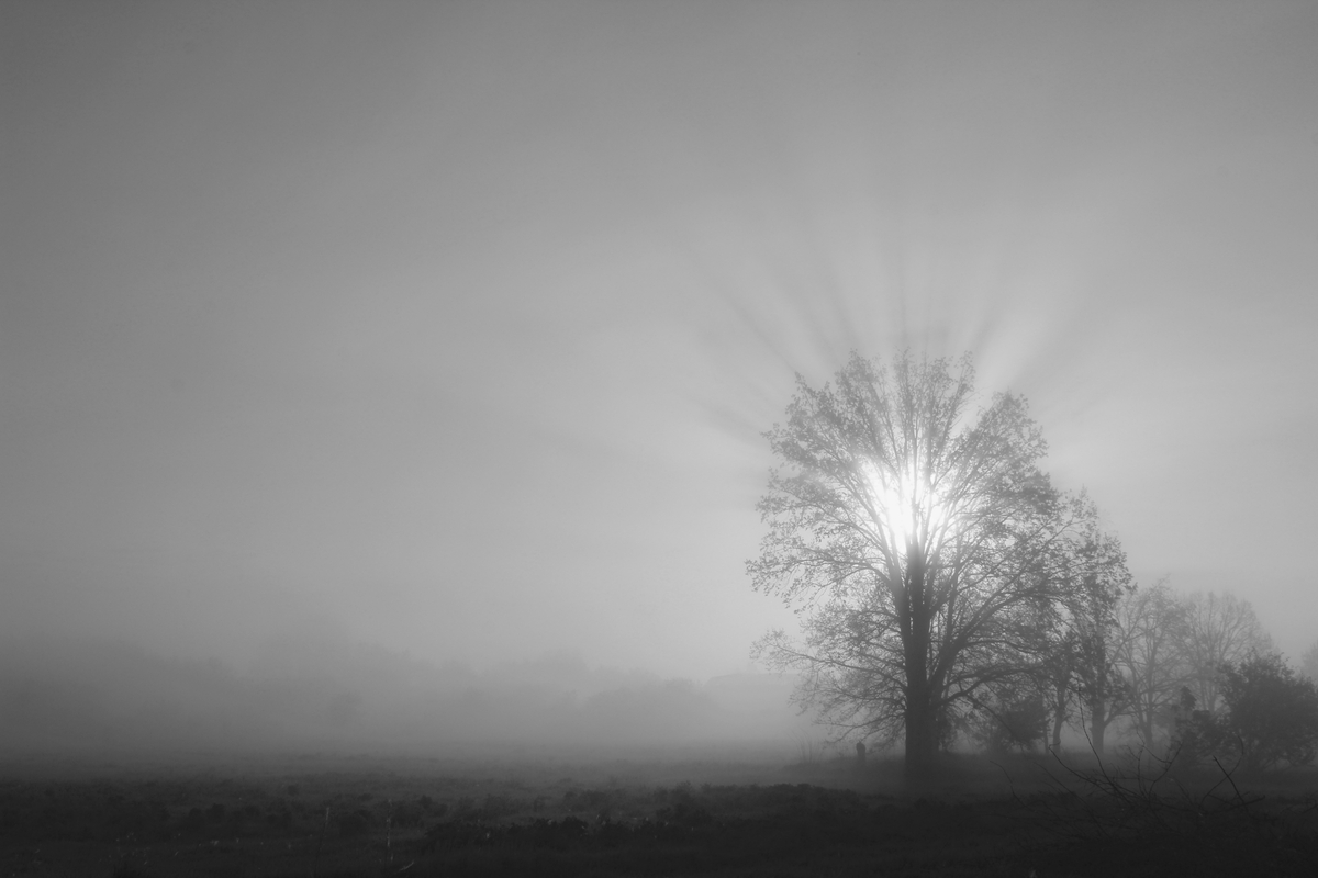 Foggy morning_1