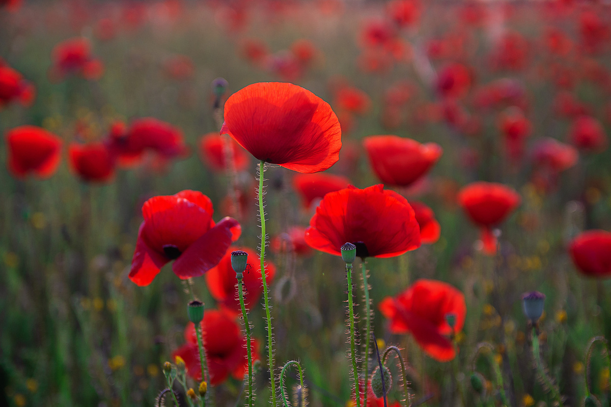 Poppies