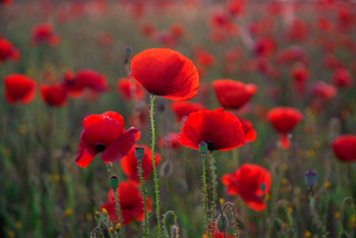 Poppies