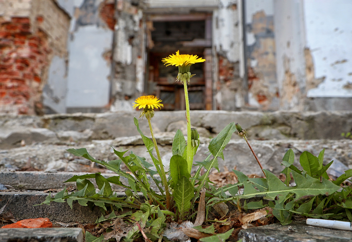 Біля Головпоштампту, в який влучила російська ракета, продовжують розквітати кульбаби. Чернігів, квітень 2023.»