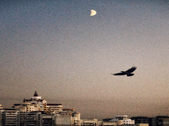 Вечірній політ