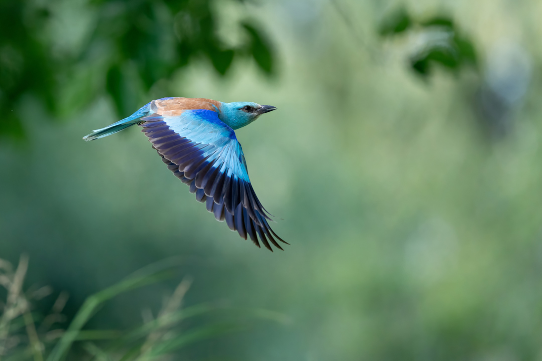 Krakla belasa na Delte Dunaja