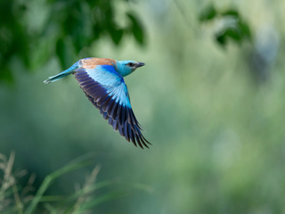 Krakla belasa na Delte Dunaja