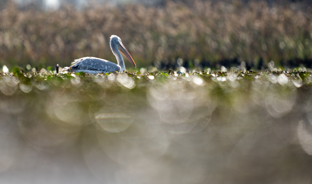 Pelikan in the danube delta