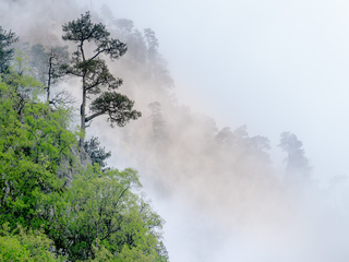 Bosna a Hercegovina - prales