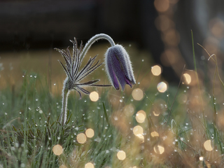 Сон Сон Трави