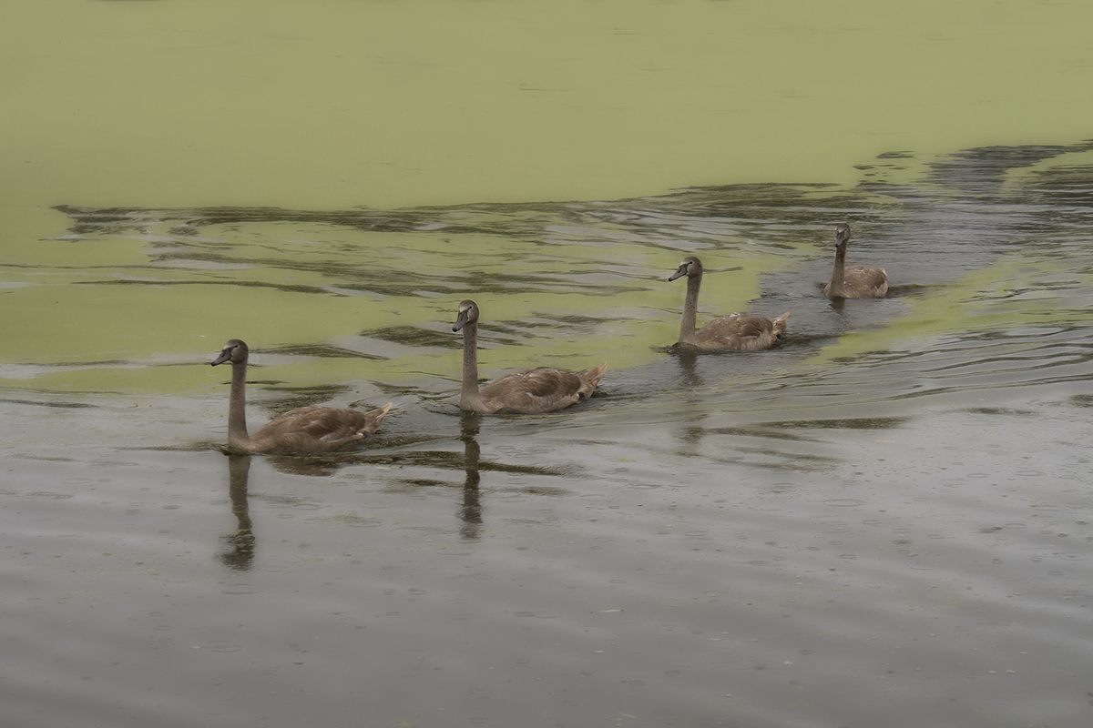 В кільватерній колоні