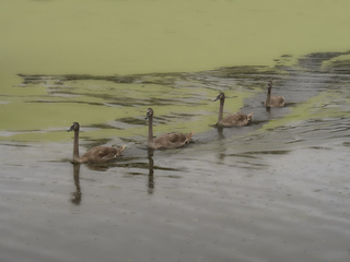 В кільватерній колоні