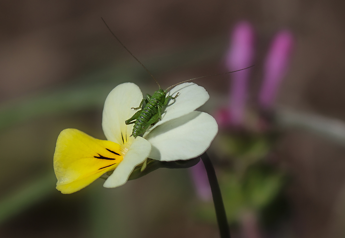 Новонароджений