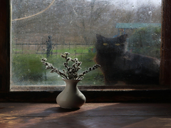 Березневі Котики