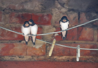 The third is redundant