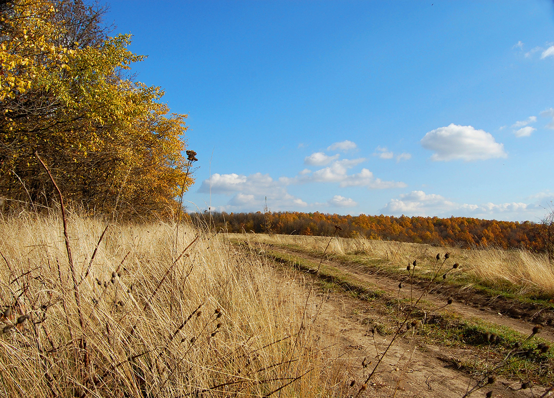 The road in autumn