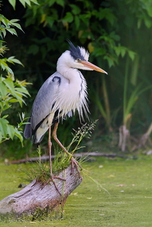 Grey heron